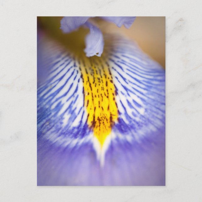 Lila Iris Feiertagspostkarte (Vorderseite)