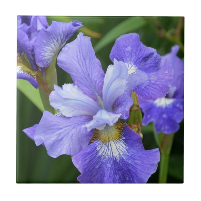 Lila Iris Fliese (Vorderseite)