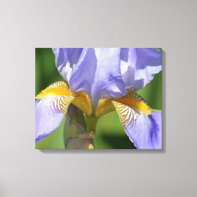 Lila Iris Floralphotography Leinwanddruck (Vorderseite)