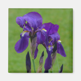 Lila Iris Flowe Magnet
