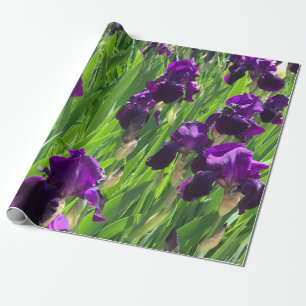 Lila Iris Geschenkpapier