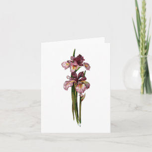 Lila Iris Grußkarte Karte