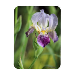 Lila Iris in der Sonne Magnet