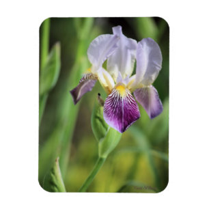 Lila Iris in der Sonne Magnet