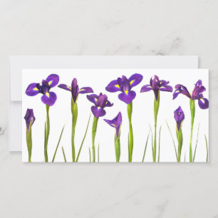 Lila Iris - Iris-Blume - angepasste Vorlage