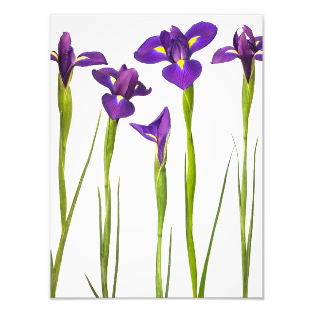 Lila Iris - Iris-Blume - angepasste Vorlage Fotodruck (Vorne)