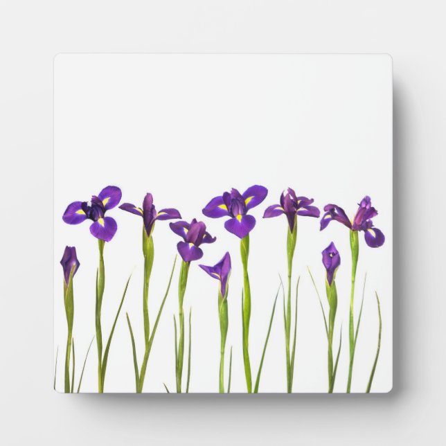 Lila Iris - Iris-Blume - angepasste Vorlage Fotoplatte (Vorderseite)