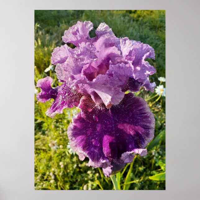 Lila Iris Irises Blumengartenposter Poster (Vorne)
