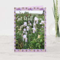 Lila Iris irises Garden bald wieder gut bekommen