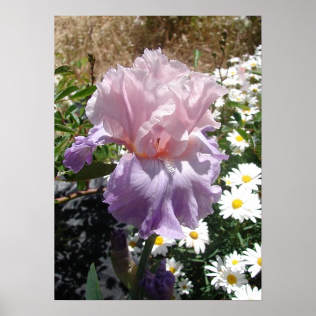 Lila Iris Irises Hütte Garden Art Pflanzen Poster (Vorne)