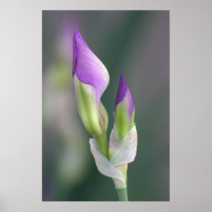 Lila Iris-Knospe [L] Poster