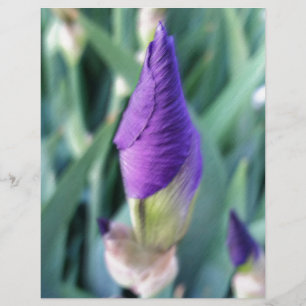 lila Iris-Knoten