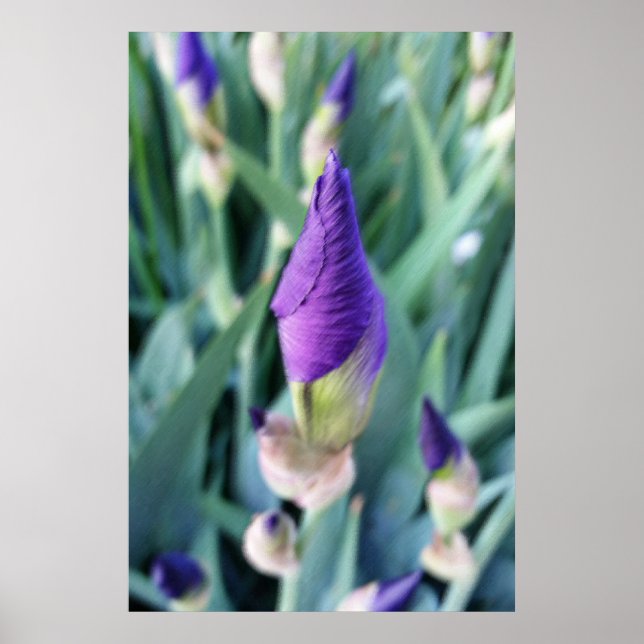 lila Iris-Knoten Poster (Vorne)