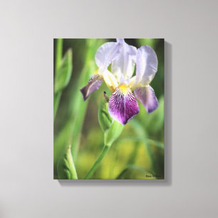 Lila Iris Leinwanddruck