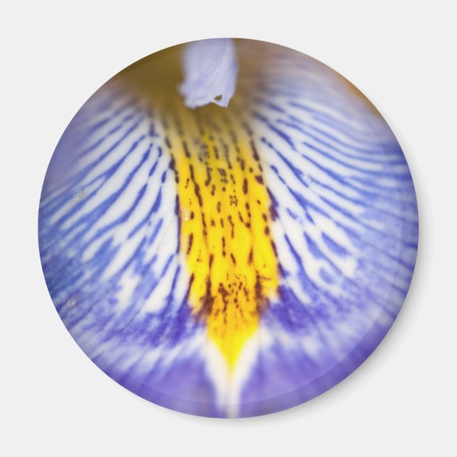 Lila Iris Magnet (Vorne)