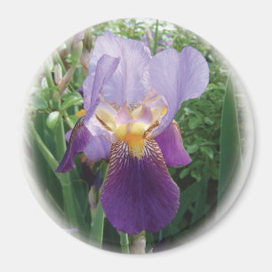 Lila Iris Magnet
