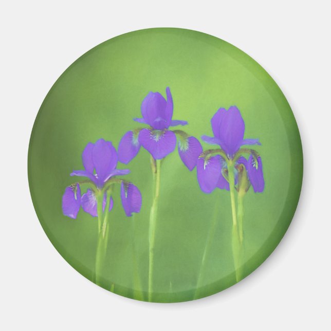 Lila Iris-Malerei - Original Blume Kunst Magnet (Vorne)