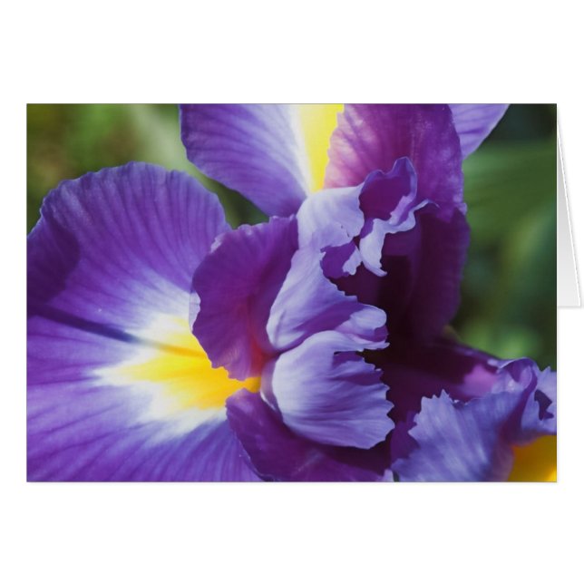 lila Iris nah (Vorderseite (Horizontal))