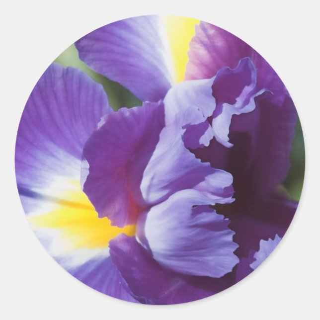lila Iris nah Runder Aufkleber (Vorderseite)