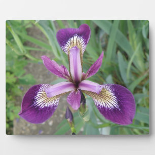Lila Iris Plaque Fotoplatte