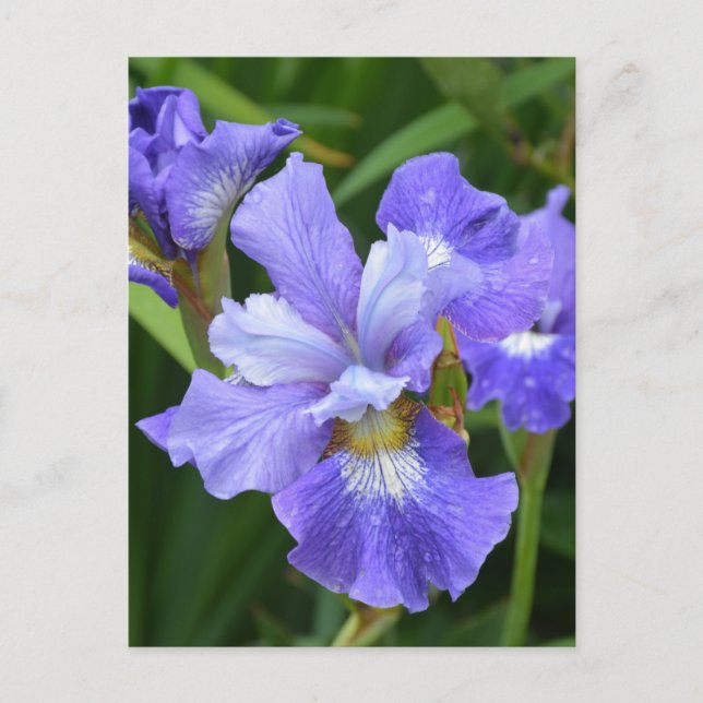 Lila Iris Postkarte (Vorderseite)