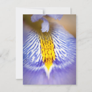 Lila Iris Postkarte