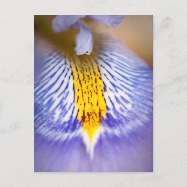 Lila Iris Postkarte (Vorderseite)