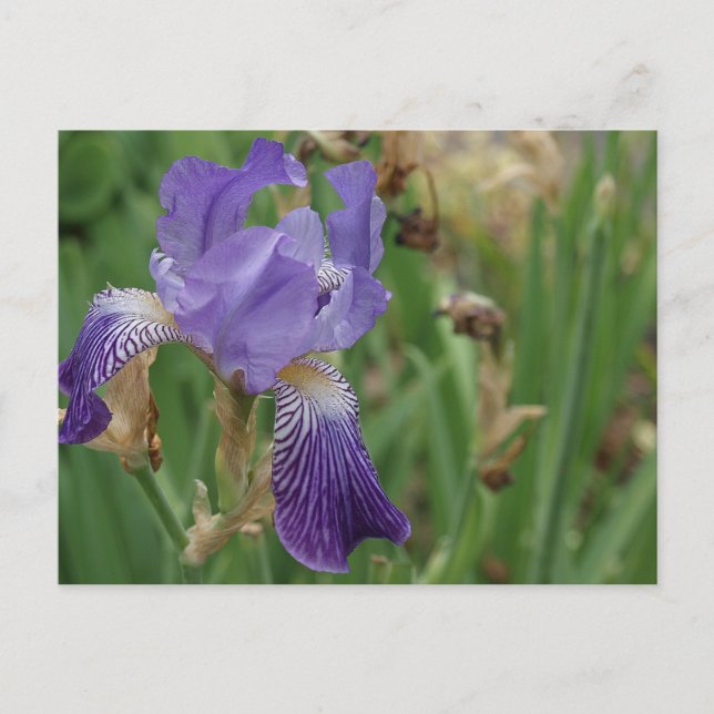 Lila Iris Postkarte (Vorderseite)
