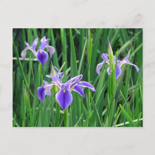 Lila Iris Postkarte (Vorderseite)