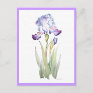 Lila Iris Postkarte