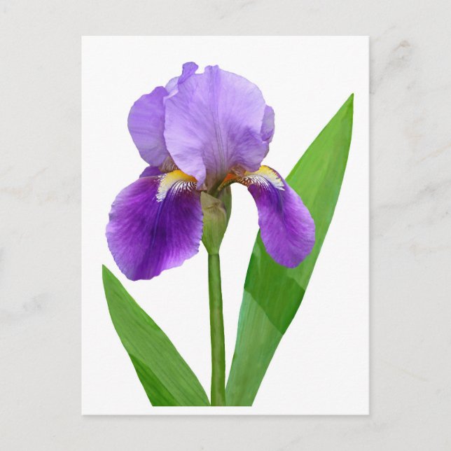 Lila Iris-Postkarte Postkarte (Vorderseite)