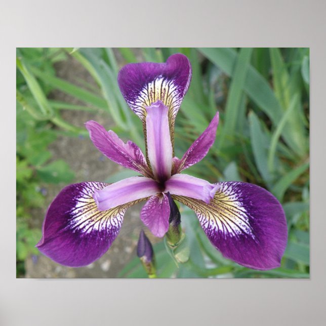 Lila Iris Print Poster (Vorne)