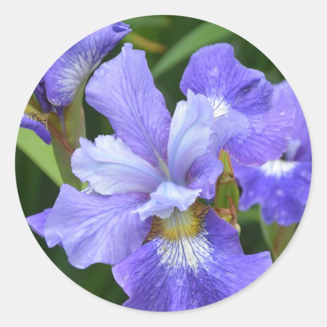 Lila Iris Runder Aufkleber (Vorderseite)