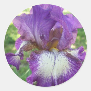 Lila Iris Runder Aufkleber