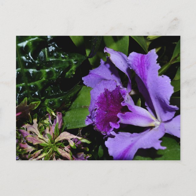 Lila Irisblende im Botanischen Garten Postkarte (Vorderseite)
