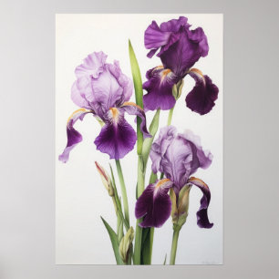 Lila Irische Blume Art Print Poster