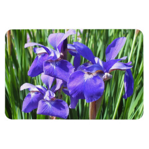 Lila Irises Foto Magnet