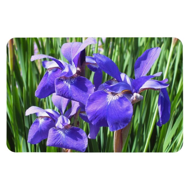 Lila Irises Foto Magnet (Horizontal)