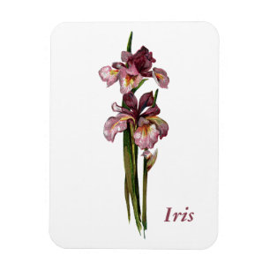 Lila Irises Foto Magnet