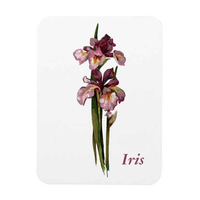 Lila Irises Foto Magnet (Vertikal)