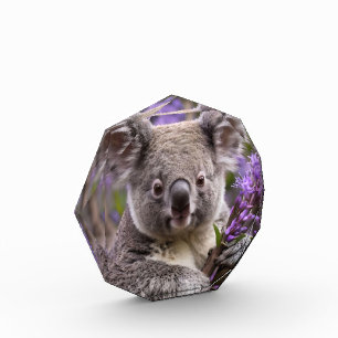 Lila Jacaranda Koala Bear, Fotoblock