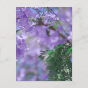 Lila Jacaranda Tree Blume Postkarte
