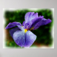 Lila Japanisch Iris Blume Art Foto Malerei