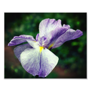 Lila japanische Iris Blume Entfaltung 8x10 Fotodruck