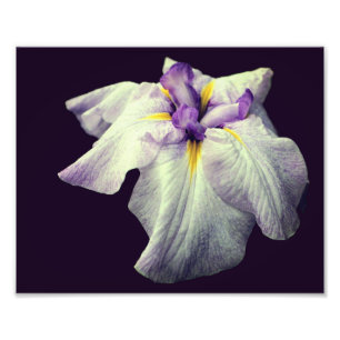 Lila japanische Iris-Blume Nah 8x10 Fotodruck