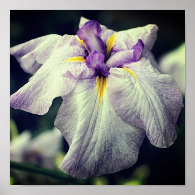Lila japanische Iris-Blume Nah Poster (Vorne)