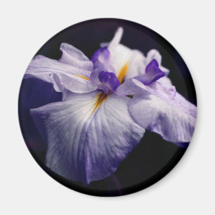 Lila Japanische Schwertlilien-Blumenfotografie Magnet