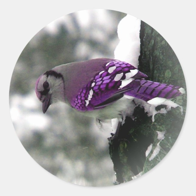 Lila Jay-Bird-Stickers Runder Aufkleber (Vorderseite)