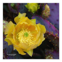 Lila Kakteen-Pantolblumen Fotodruck