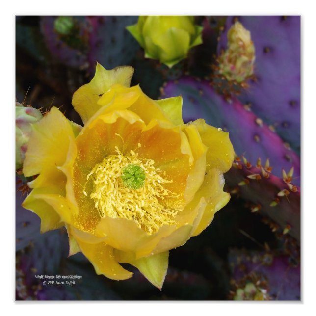 Lila Kakteen-Pantolblumen Fotodruck (Vorne)